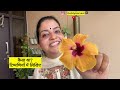 How to get maximum flowers in Hibiscus Plant | गुड़हल को कटिंग से कैसे उगाएं #getmyharvest