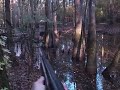 2019 Opening Day Southeast Ga Wood Duck Hunting Clips