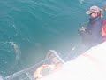 Great White Shark goes for the bait