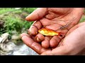 REJEKI.!! MANCING IKAN HIAS DI KUBANGAN KECIL SIAPA SANGKA DAPAT BERBAGAI JENIS IKAN BRO