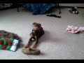 Doberman Pinscher Puppy Plays with Sheepskin Slipper