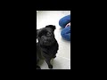 Cute little PUG´s REACTION when MOM comes HOME (Sage)