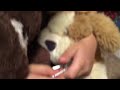 Bear and puppy fight for a key!