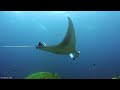 Underwater World 8K ULTRA HD – Marine Life, Sea Animals and Coral Reef