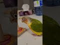 conure training with toys