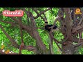 Lovely Animal Sounds: Vulture, Lemur, Toucan, Koala,... | Animal Moments