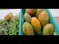 A Day in a Life of a Lady Farmer:harvesting Papaya &picking organic wild leafy vegetables #trending