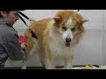 A Must-See Makeover On A Timid Rescue Dog