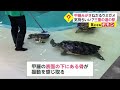 甲羅みがきねだるウミガメ　気持ちいい? 三重の道の駅