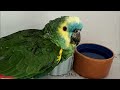 Most Weird Parrot Breeds In The World | Wild Whim