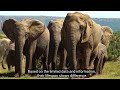 Asian Elephants vs African Elephants: How to Distinguish Them???