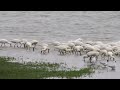 lepelaars (spoonbills)