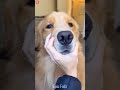 Try Not To Laugh Dogs And Cats 😁 - Best Funniest Animals Video 2024 - Part 67