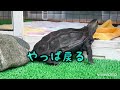 亀のご飯／水換え／メダカのお世話／家庭菜園#クサガメ#ニホンイシガメ#メダカ