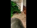 Watch my pet snake eat a mouse