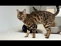 Mini Dachshunds & Bengal Cat together.