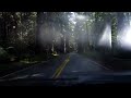 Techno ride through avenue of the giants