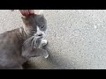 Cats fighting each other