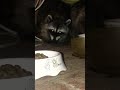 Our Little Raccoon Family