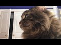 9 Minutes of Maine Coon Cat - Purring, Making Muffins, and Giant Whiskers