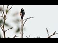 Watching woodpecker - original ambient sound