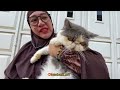 PERPISAHAN DENGAN AIKO‼️KUCING KESAYANGANKU