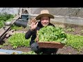 Thu hoạch rau sạch cải ngọt đầu mùa tại vườn nhà ở Canada # 232