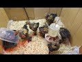 Gold Laced Cochins  1 month old