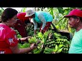 Banana (Saba/Cardaba) Agribusiness Development Project