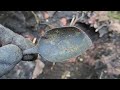 2024 Cellar Hole Digging An 1800s House That Burnt In The 1940s ~ Bottles & Relics ©