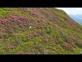 La Rhododendron pe Vârful Furnica, Munții Bucegi