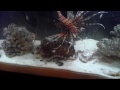 Feeding lionfish and snowflake eel