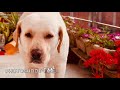 Dog Hates Taking Bath And Reacts Funny Afterwards | Try Not To Laugh | Supermax The Labrador