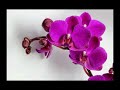 Serial Orchid Blooming Timelapse