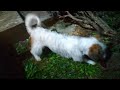 My dog trying to attack a hedgehog