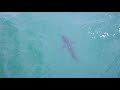 Great White Shark Sighting - San Diego, CA (5/9/2021)