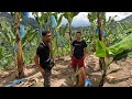 BANANA PLANTATION SA TUKTOK NG BUNDOK!