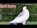 Pigeon cross breeding results | Fantail Breeding with sentient | Hybrid pigeon