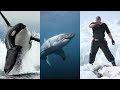 This Is Why Orcas Are Called Killer Whales