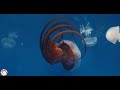A Wildlife Tour of Ocean Animals and Fish 12K ULTRA HD - Ocean Sounds and Piano Music