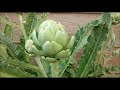 Let's See How Globe Artichokes Do Up North!