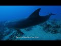 Aquarium 4k beautiful coral reef fish 4K VIDEO ULTRA HD - Relaxing, Sleep, Meditation & Study Music