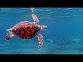 [NEW] 11HR Stunning 4K Underwater footage - Rare & Colorful Sea Life Video - Relaxing Sleep Music #3