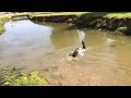 Goose tries to drown a Mallard duck