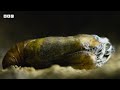 Carnivorous UNDERCOVER caterpillar 🐛😎 | Wild Isles - BBC