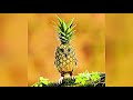 Pineapple Owl