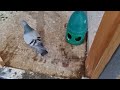 TRYING TO BREED PIGEONS