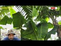 Akhirnya bisa Ketemu Juga sama Petani Pisang di lahan Kebon Pisang