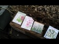 Asparagus companion planting 1