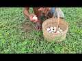 Pav Pav Farmer ! Man picks eggs in the grass by the roadside